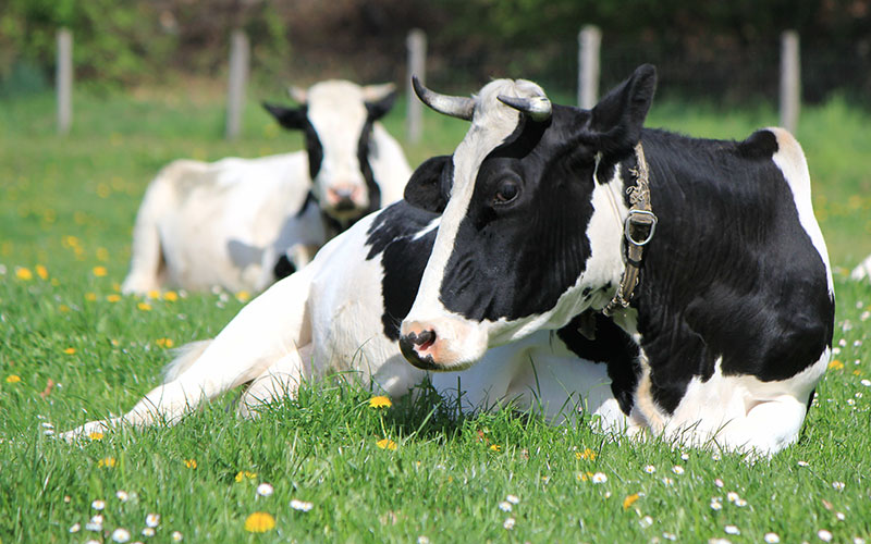 seme per fecondazione artificiale animale da reddito
